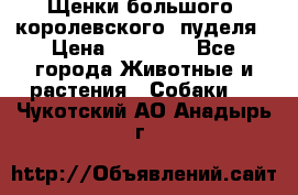 Щенки большого (королевского) пуделя › Цена ­ 25 000 - Все города Животные и растения » Собаки   . Чукотский АО,Анадырь г.